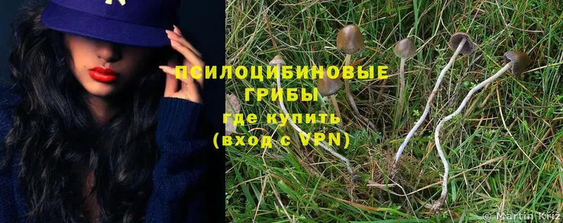 Псилоцибиновые грибы Magic Shrooms  Гудермес 